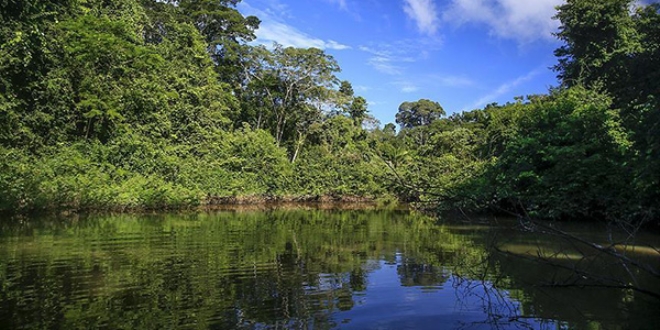 Amazon ormanlar yan kendisi balatyor