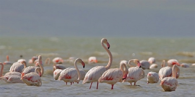 Van Gl flamingolar arlyor