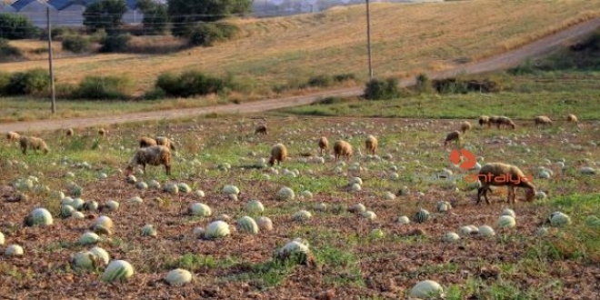 Tarlada kalan karpuzlar koyunlara kaldı