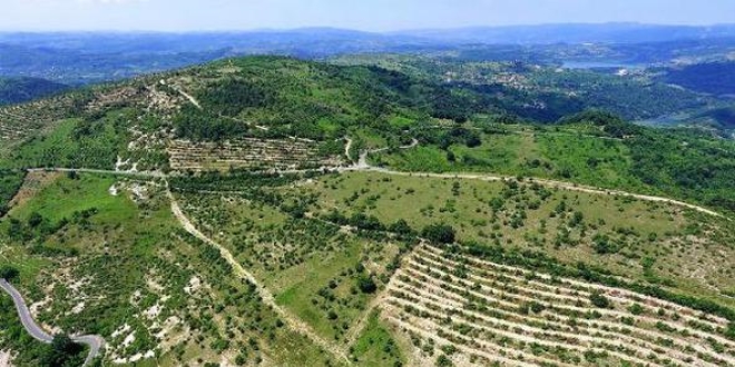 Bozuk orman alanlar� ekonomiye kazand�r�l�yor