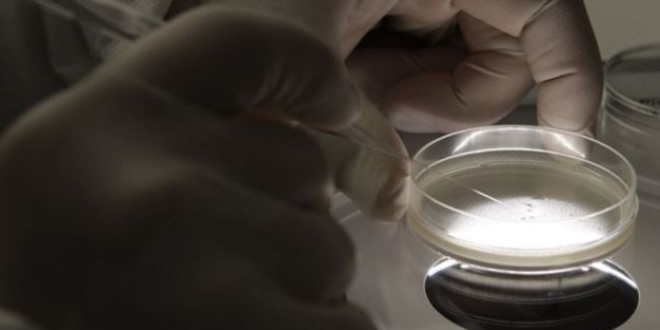 ABD'de ilk kez insan geni embriyosu deitirildi