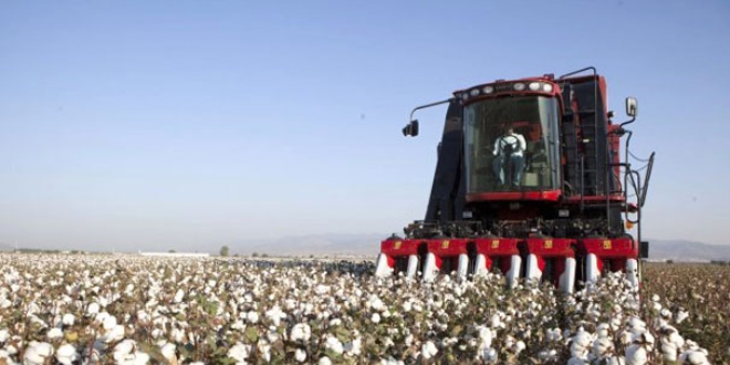 M�s�r ve pamuk toplama fiyatlar� belirlendi