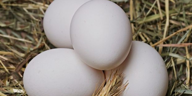 Yumurtadaki yükseliş üreticisini 'tatmin etmedi'