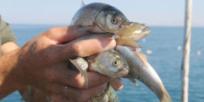 Van'da bal�k��lar sezonu a�t�