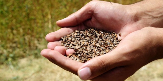 Karabu�day hasad� �ift�iyi sevindirdi