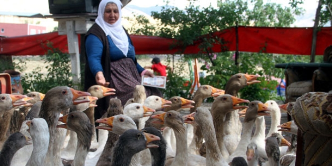 63 yaşında kaz yetiştiriciliğine başladı