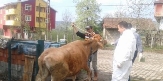 Ayd�n'da 49 hayvanda 'S���r T�berk�lozu' hastal��� saptand�
