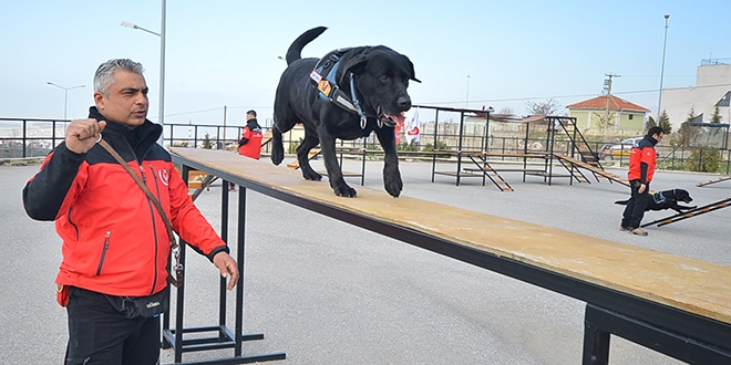 Arama kurtarma köpeği 'Şans' hayatını kaybetti