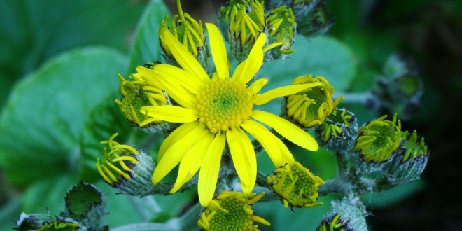 Lav s�tunlar�nda endemik bitki t�r� ke�fedildi