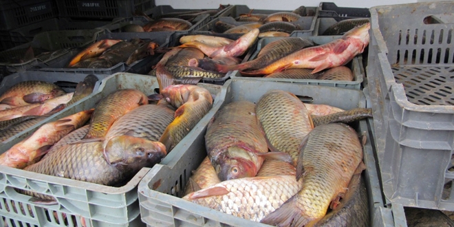 Baraj g�letlerine yavru sazan b�rak�lacak