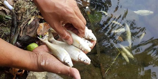 Melen �ay�'nda bal�k �l�mleri korkuttu