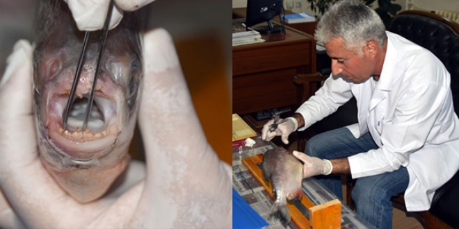 K�z�l�rmak'ta yakalanan piranada yeni detay!