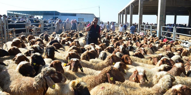 Kurbanlıklar görücüye çıktı