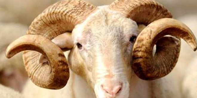 TDV Kurban Bayram�'nda 300 bin kurban ba���� bekliyor