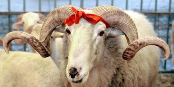 T�rkiye bayrama 5 milyon 150 bin kurbanl�kla haz�r