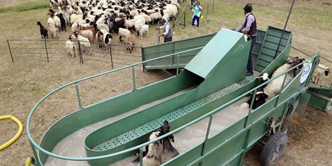 Koyunlara '�zel banyo' hizmeti