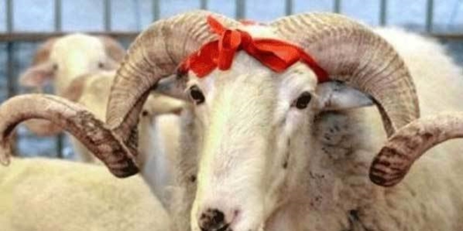 Kurbanl�klar, 17 A�ustos'ta �stanbul'a gelecek