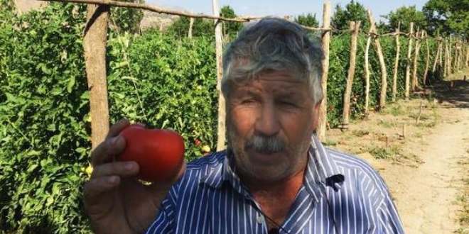 Domatesin kilosu 50 kuruşa kadar düştü