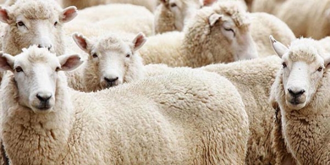 Diyanet: Faize girmedik�e taksitle kurban kesilir