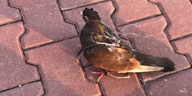 Silivri Cezaevi �evresinde haberci ku� yakaland�