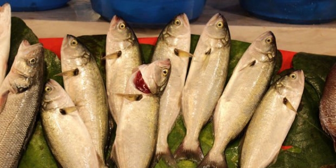 'Palamut bu sezon da y�z g�ld�recek'