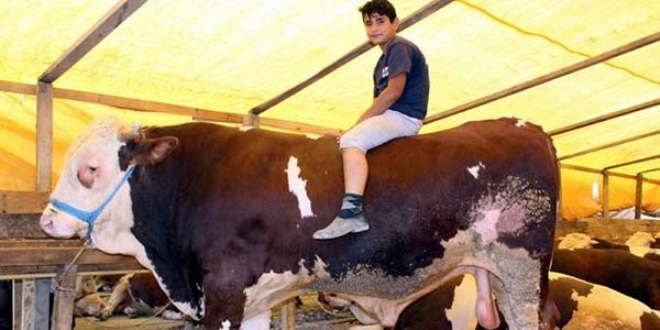 Otomobil fiyatına kurbanlık