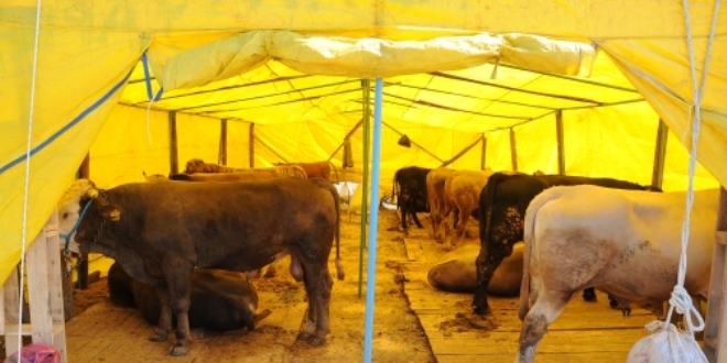 �stanbul'da hayvan sat��� i�in 150 �ad�r kuruldu