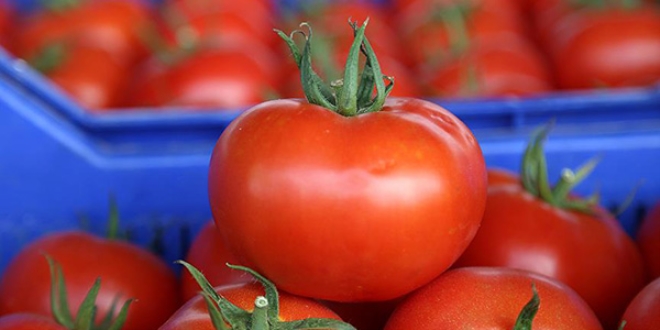 Antalya'dan 46 lkeye domates ihracat yaplyor