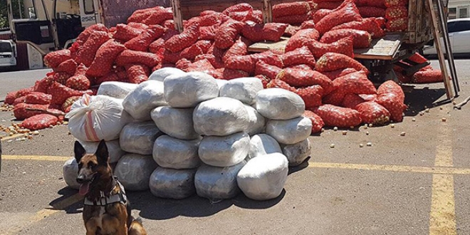 Bir haftada 1 ton uyuşturucu ele geçirildi