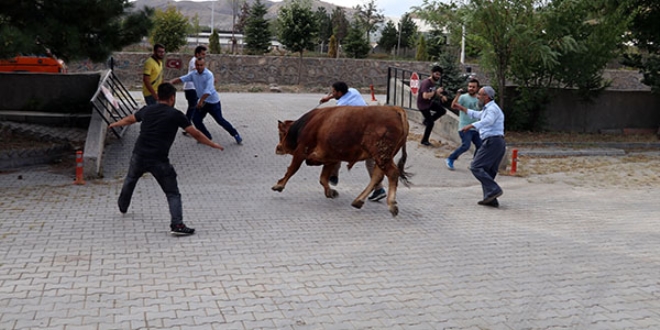 Kamyonetten kaçan dana sahiplerine zor anlar yaşattı