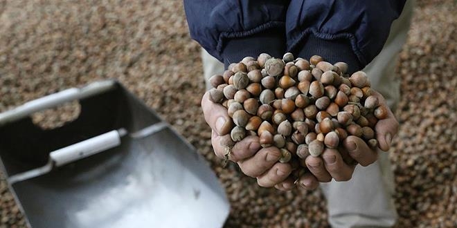 Fındık Ordu'ya 2 milyar lira kazandıracak