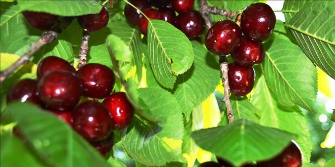 T�rk kiraz�n� �inliler de sevdi
