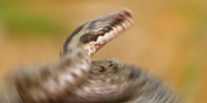 Antalya'da y�lan�n �s�rd��� kad�n �ld�