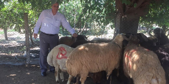 �ehit ailelerine kurbanl�k da��t�ld�