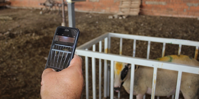 Kurbanl�klar�n� cep telefonu �zerinden sat�yor