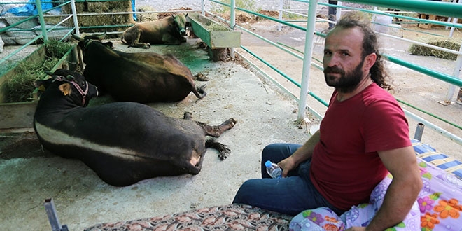 1 ton 180 kilogramlık boğa 15 bin liraya satıldı