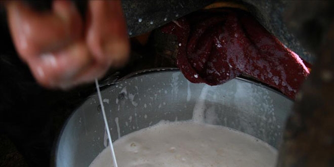 Kırklareli'den Avrupa'ya süt ve süt ürünleri ihracatı