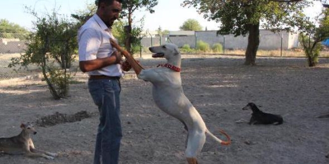 Körfez ve Arap ülkelerine tazı satıyor