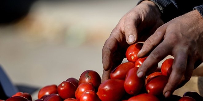 Rusya, T�rkiye'den sonbahar-k�� d�neminde domates alabiliriz.