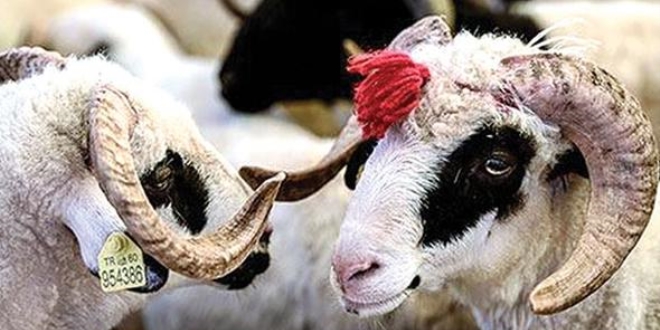 Diyanet: Haram parayla kurban kesilmez