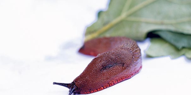 Katil salyangoz T�rkiye'de g�r�ld�