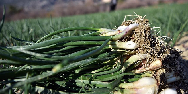 A�ustosta en fazla ye�il so�an�n fiyat� artt�