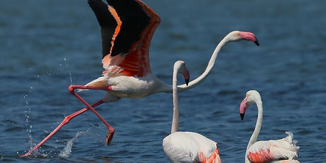 zmir Ku Cenneti'nde flamingo rekoru krld