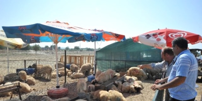 Küçükbaş yetiştiricileri umduğunu bulamadı