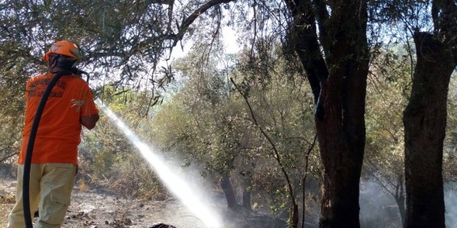 Bolu'daki orman yangını tekrar başladı