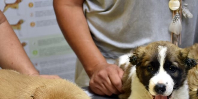 Mu�la'da �� yavru k�pe�e i�kence eden askere g�zalt�