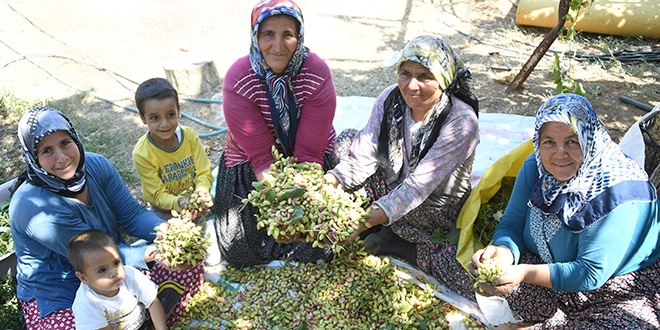 Mersin'den Antep fıstığı atağı
