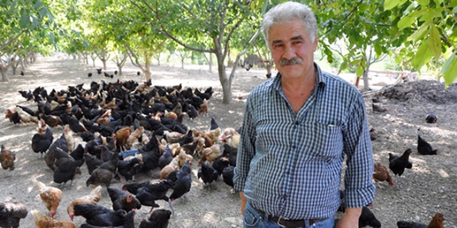 D���nde duydu�u fikirle tavuk �iftli�i kurdu