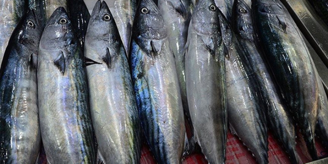 Karadenizli bal�k��lar�n umudu 'Kestane Karas� F�rt�nas�'