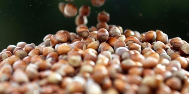 Düzce'den bir ayda bin 84 ton fındık ihraç edildi